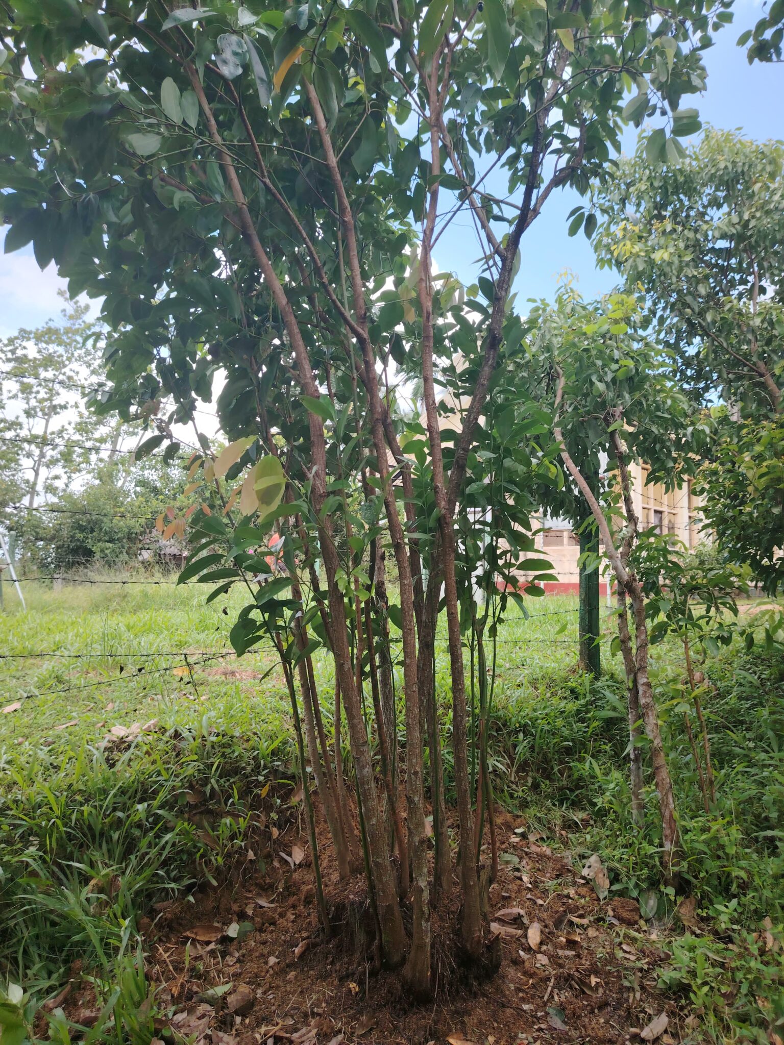 Environmental Factors – Department of Cinnamon Development