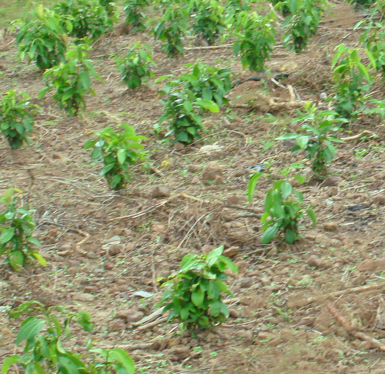 Cinnamon Cultivation – Department of Cinnamon Development